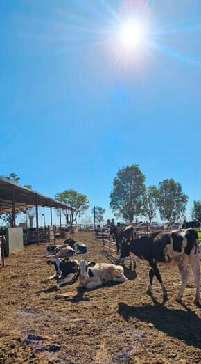 Producción de leche en México: responsabilidad y satisfacción para la seguridad alimentaria