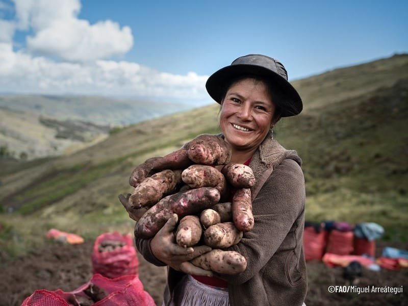 Una mujer andina en plena cosecha, reflejo del trabajo rural y la diversidad agrícola del Perú. Comunidad de Patalá, Junín.